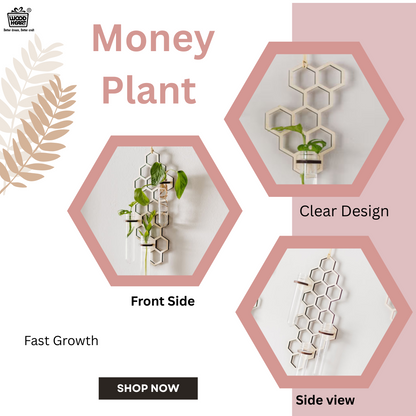 HoneyBloom™ Hanging Triple Propagation Station