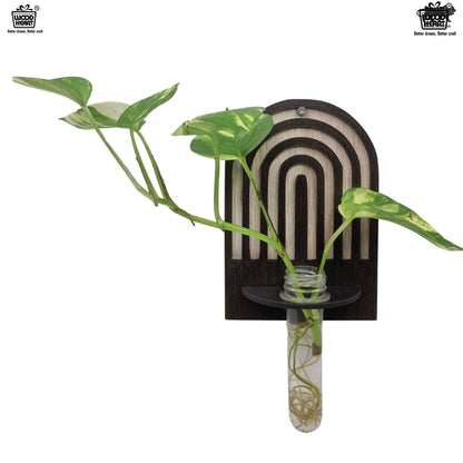 Arch Design Wall-Mount Test Tube Planter