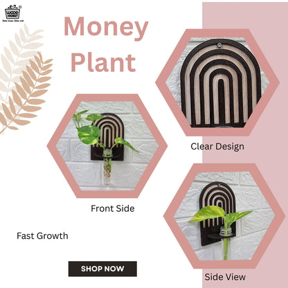 Arch Design Wall-Mount Test Tube Planter