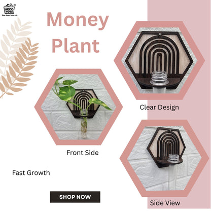 Hexa Arch Wall-Mount Test Tube Planter