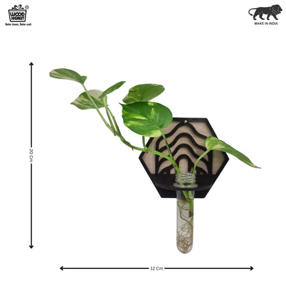 Wave Hexa Wall-Mount Test Tube Planter