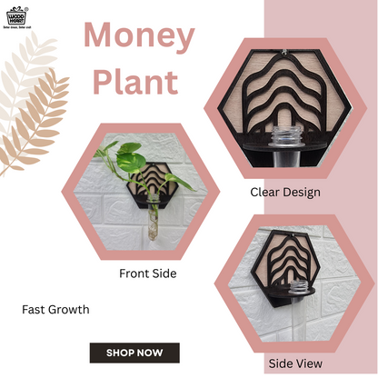 Wave Hexa Wall-Mount Test Tube Planter
